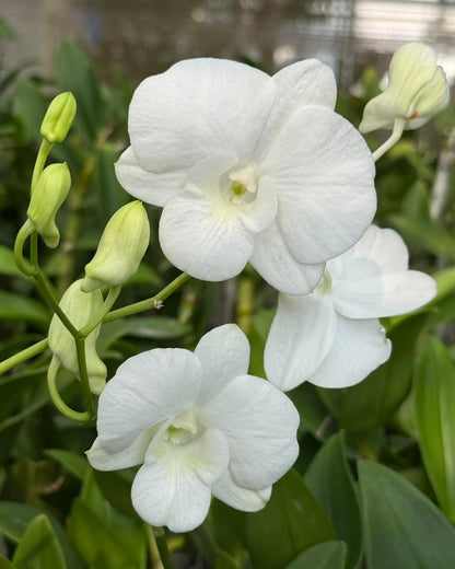 Dendrobium BL 1354 White