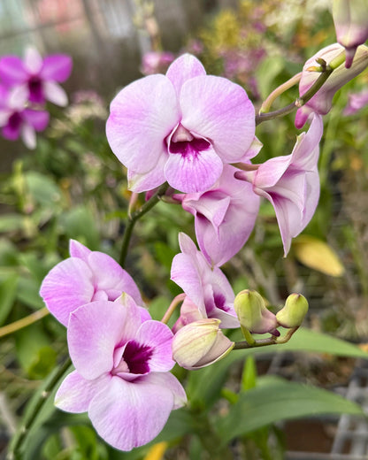 Dendrobium BL 1404