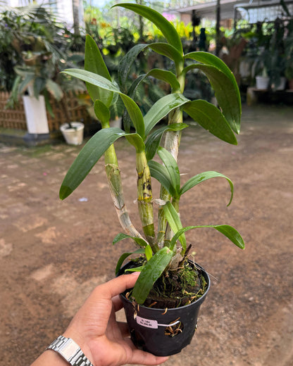 Dendrobium BL 1404