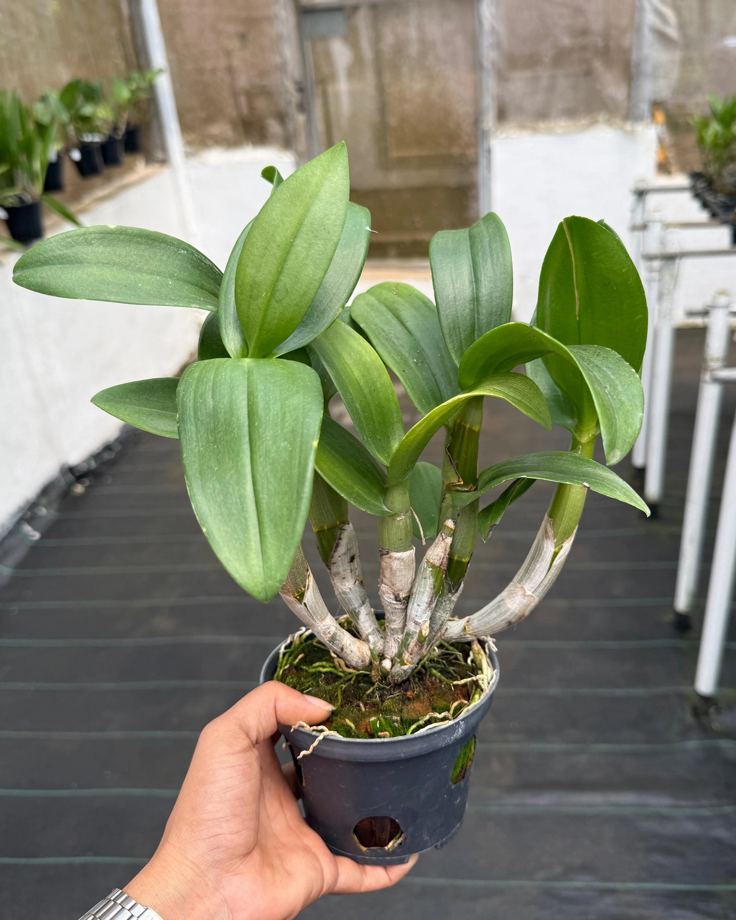 Dendrobium BL 1354 White