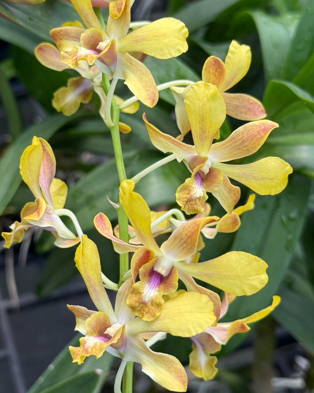 Dendrobium BL 1360