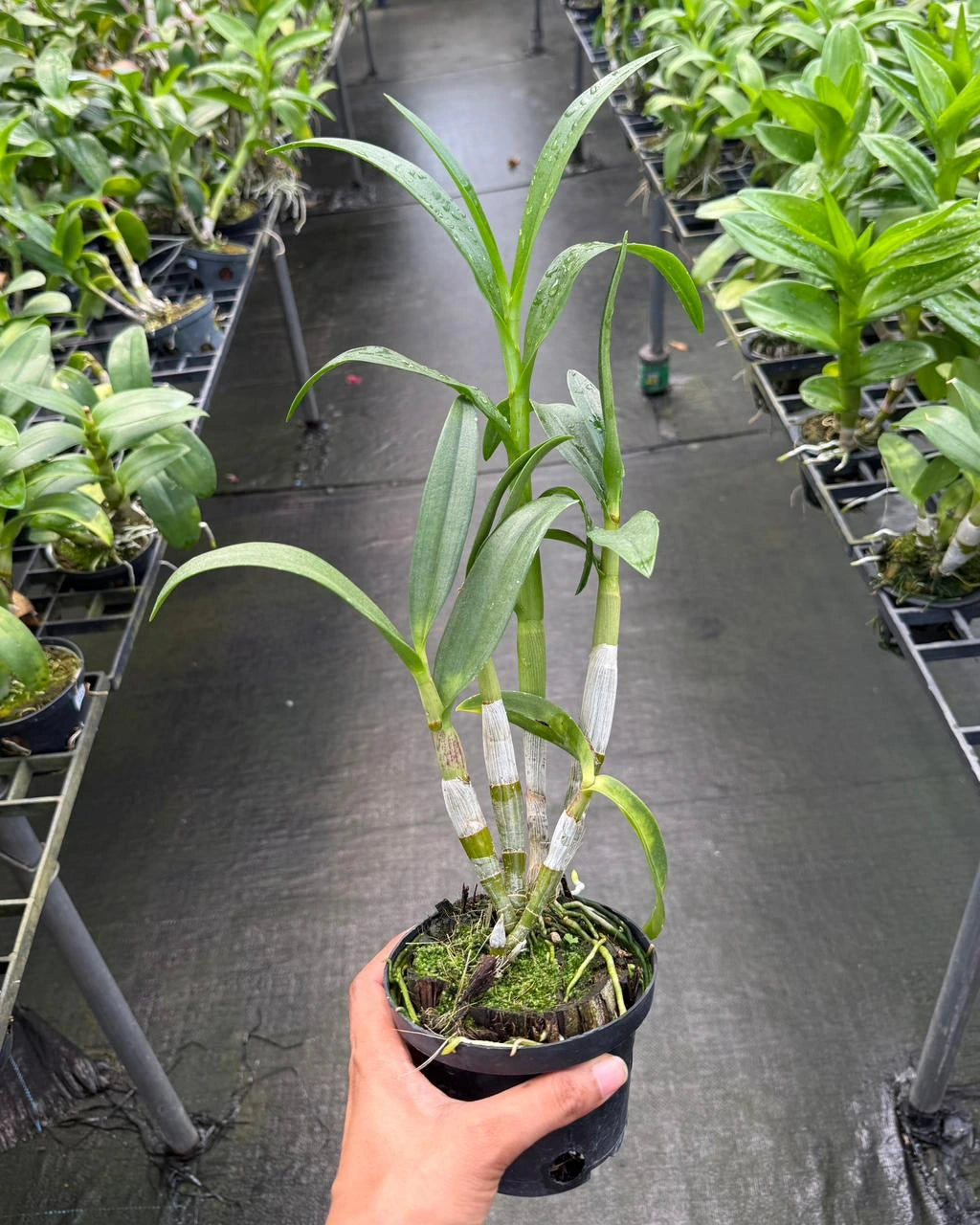 Dendrobium BL 1360