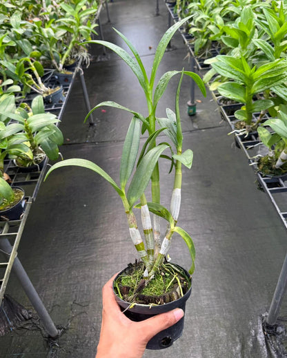 Dendrobium BL 1360