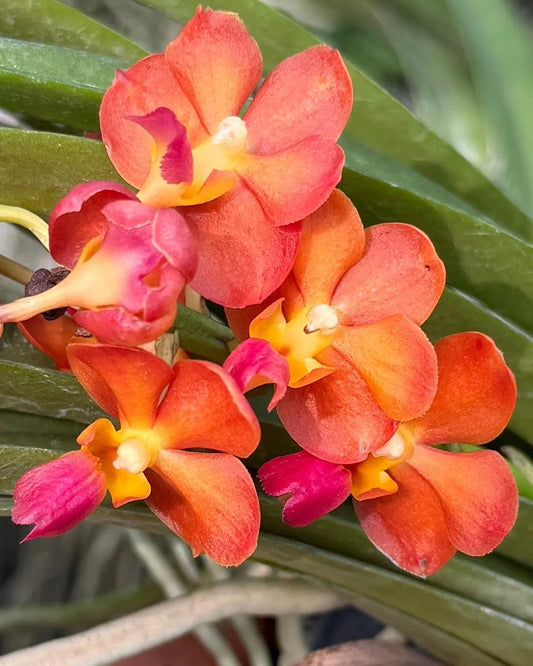 Vanda Bangkok Sunset x Wilas (Multiheaded) orchid