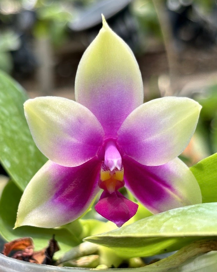 Phal. Bellina