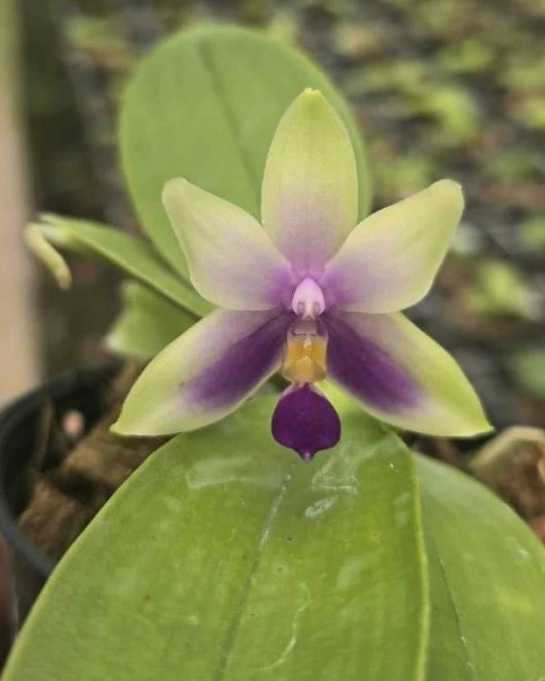 Phal. Bellina F. Caerula