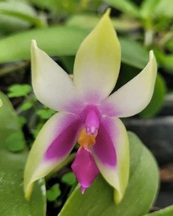 Phal. Bellina Fire type