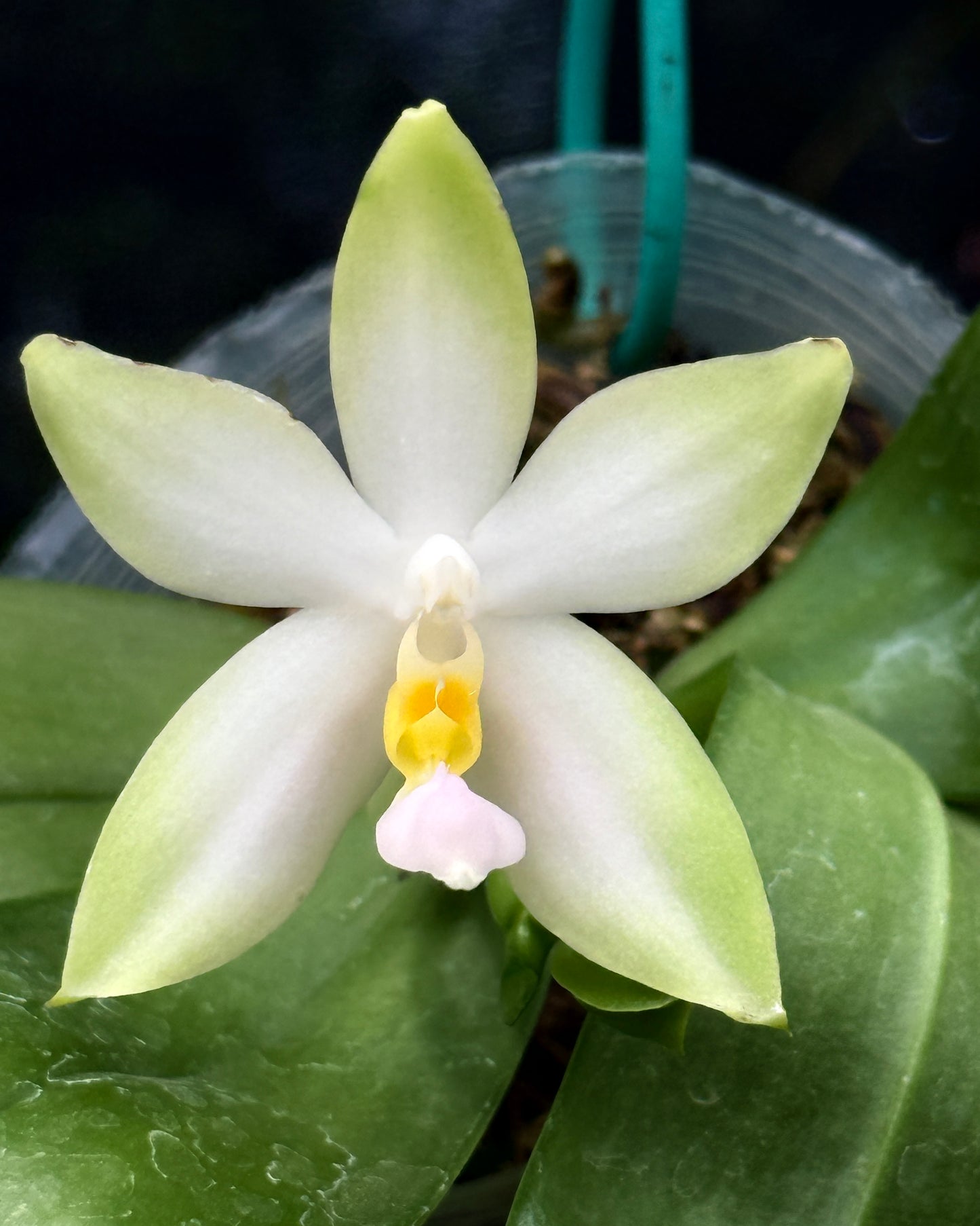 Phal. Bellina fma Pink