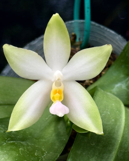 Phal. Bellina fma Pink