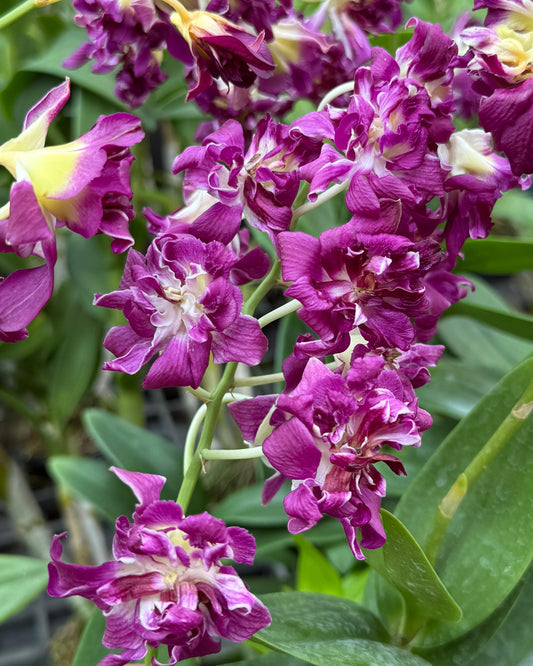Dendrobium Betty Rose Red
