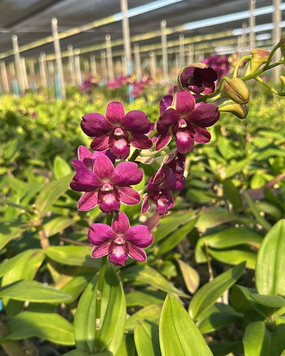 Dendrobium Brown 2908