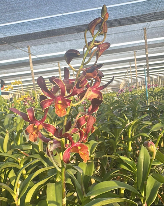 Dendrobium Brown Twist Orange Lip