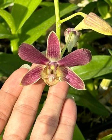 Dendrobium Browny