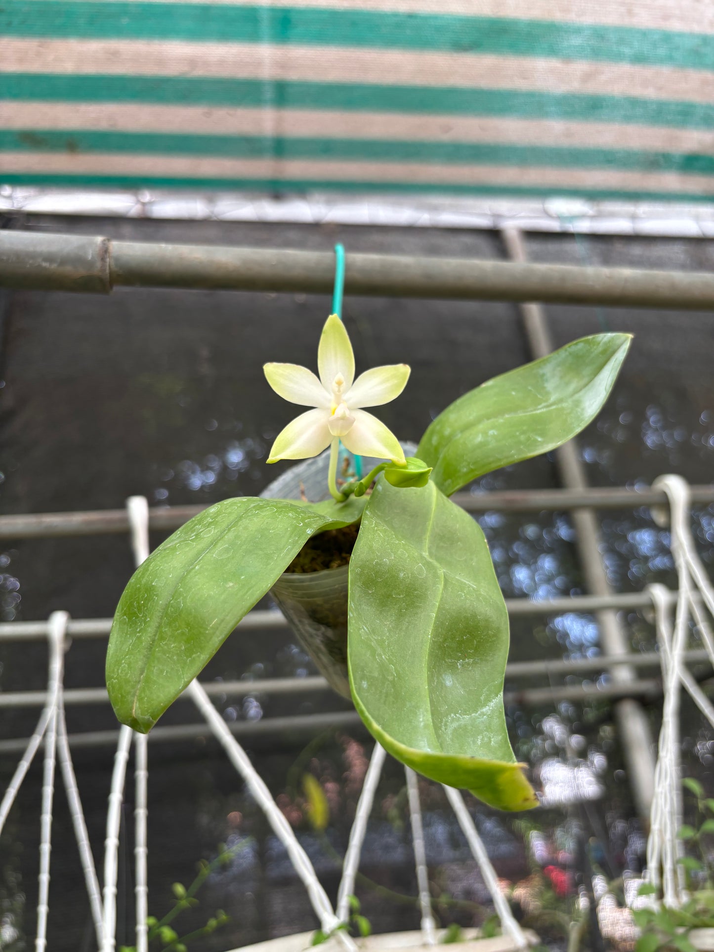 Phal. Bellina fma Pink