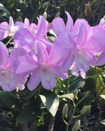 Dendrobium CF#19