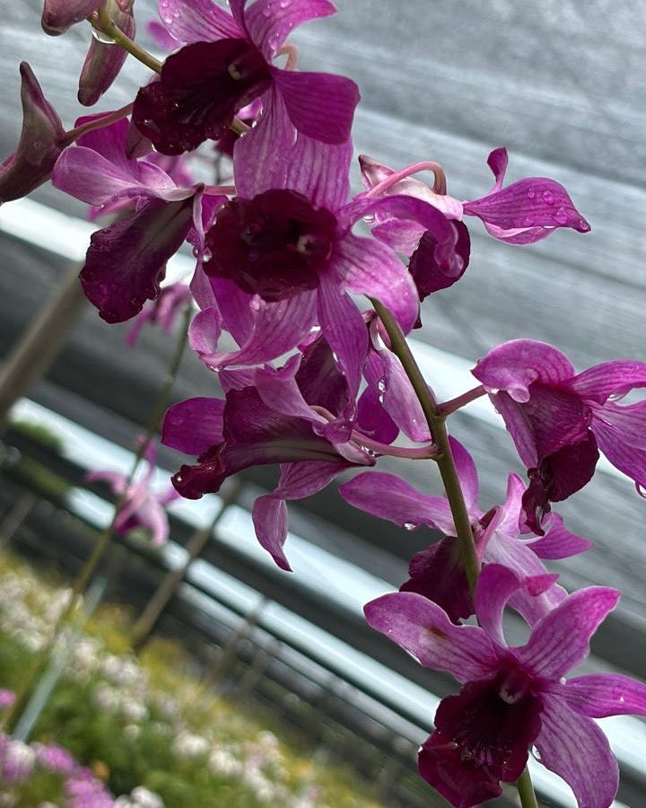 Dendrobium Cesar Red Capt JR (6 inch Potted)