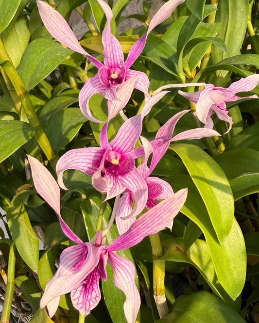 Dendrobium Cesar Chaid