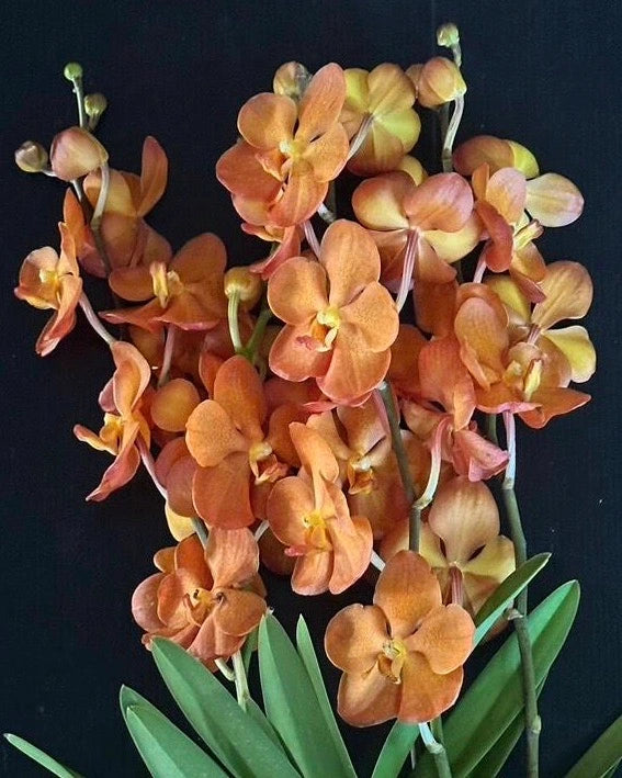 Mokara Chaopraya Sunset Orange