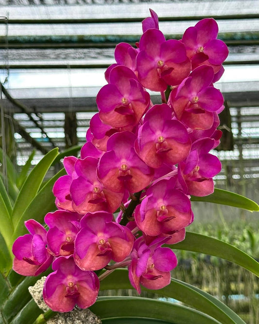 Vanda Chulee Red (Monster size)