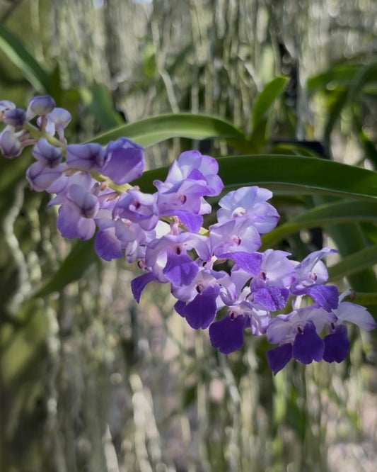 Rhyncostylis Coelestis Blue
