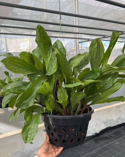 Oncidium Coelogyne Rochussenii