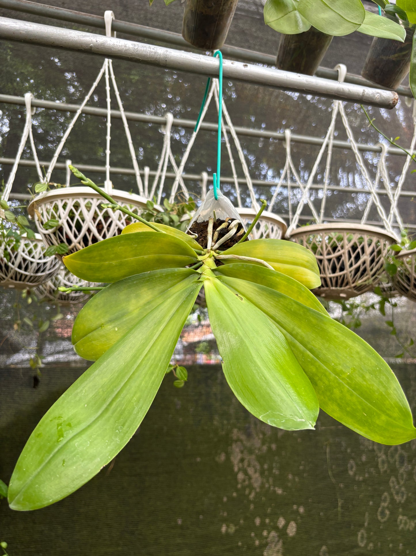 Phal. Tetriana f.livid x sib