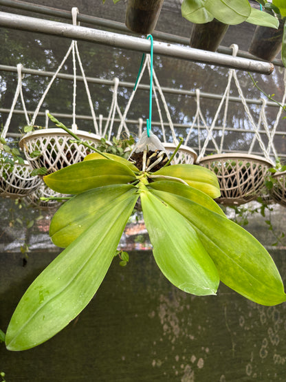 Phal. Tetriana f.livid x sib