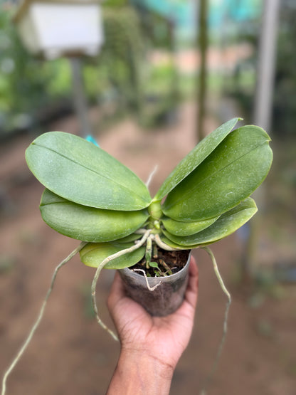 Phal. Bellina