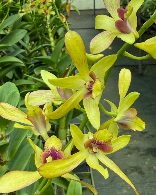 Dendrobium Parrot