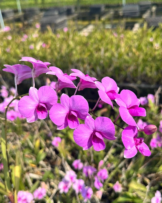 Dendrobium Mini Pink