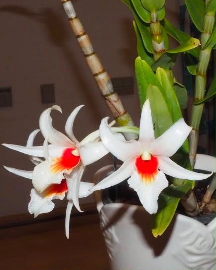Dendrobium Draconis