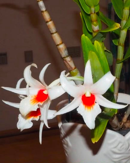 Dendrobium Draconis