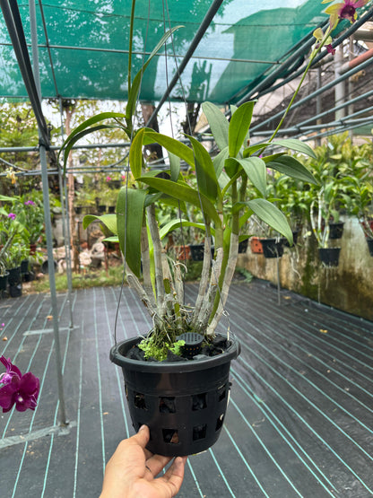 Dendrobium Emerald Splash (K 81)  (6 Inch potted)