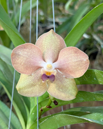 Vanda Ami x Somthawil