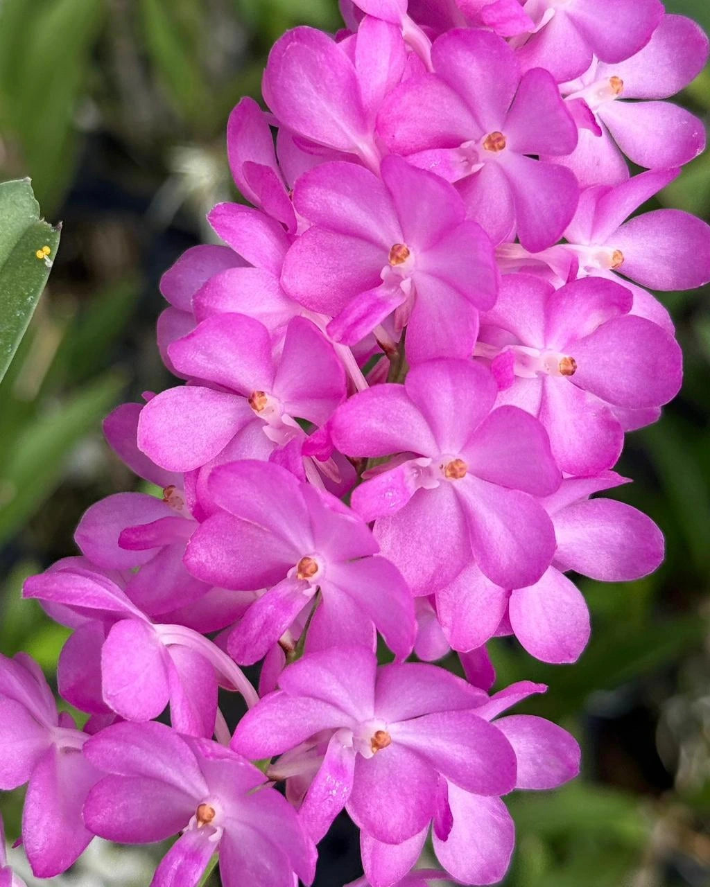 Vanda Lilac Blossom
