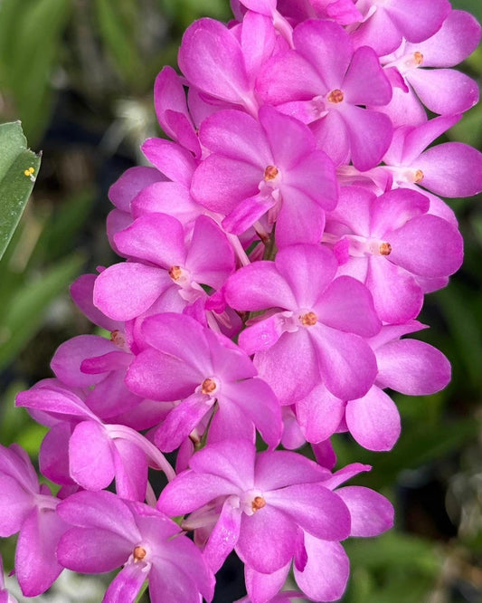 Vanda Lilac Blossom
