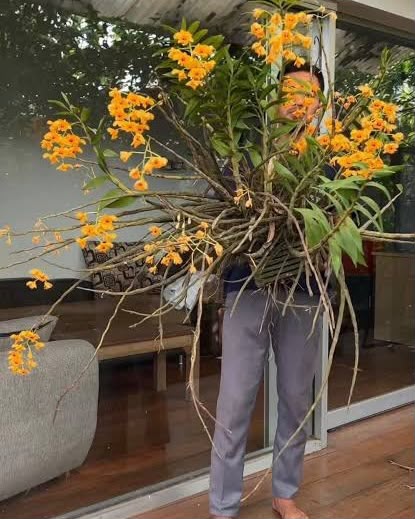 Dendrobium Fimbriatum