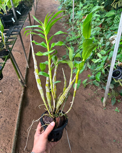 Dendrobium Fimbriatum