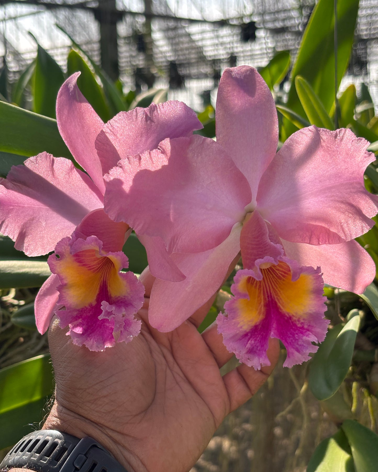 Cattleya George King Serenpidy