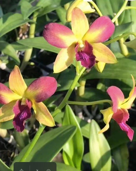 Dendrobium Gift By God