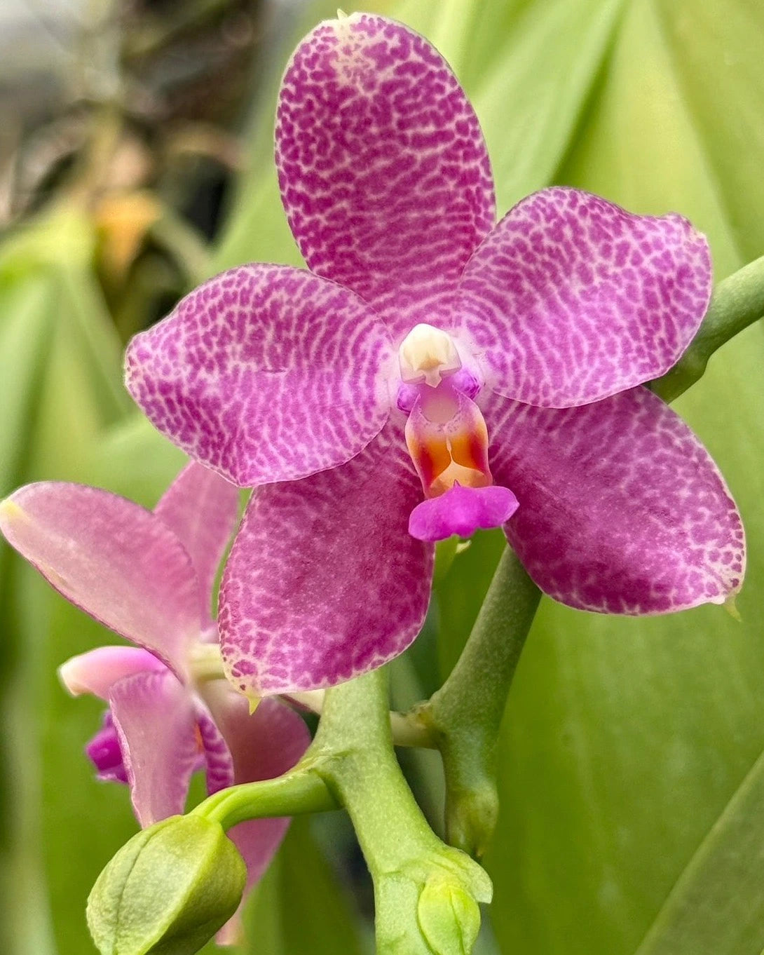 Phal. Gigantea 3.5 super x Violacea Indigo