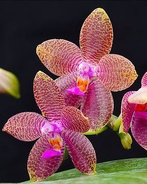 Phal. Gigantea x LD's Bear Queen