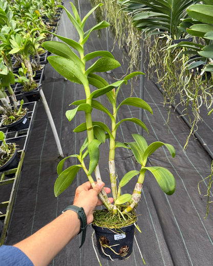 Dendrobium Hang Karok