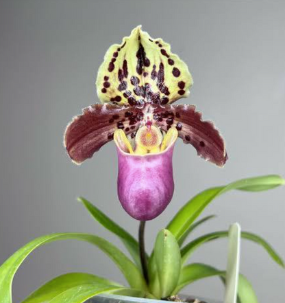 Paphiopedilum Henryanum