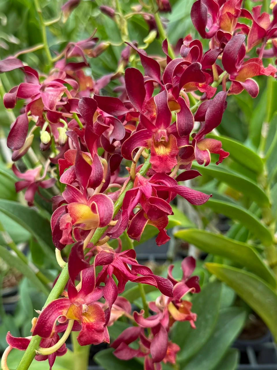 Dendrobium Hermes