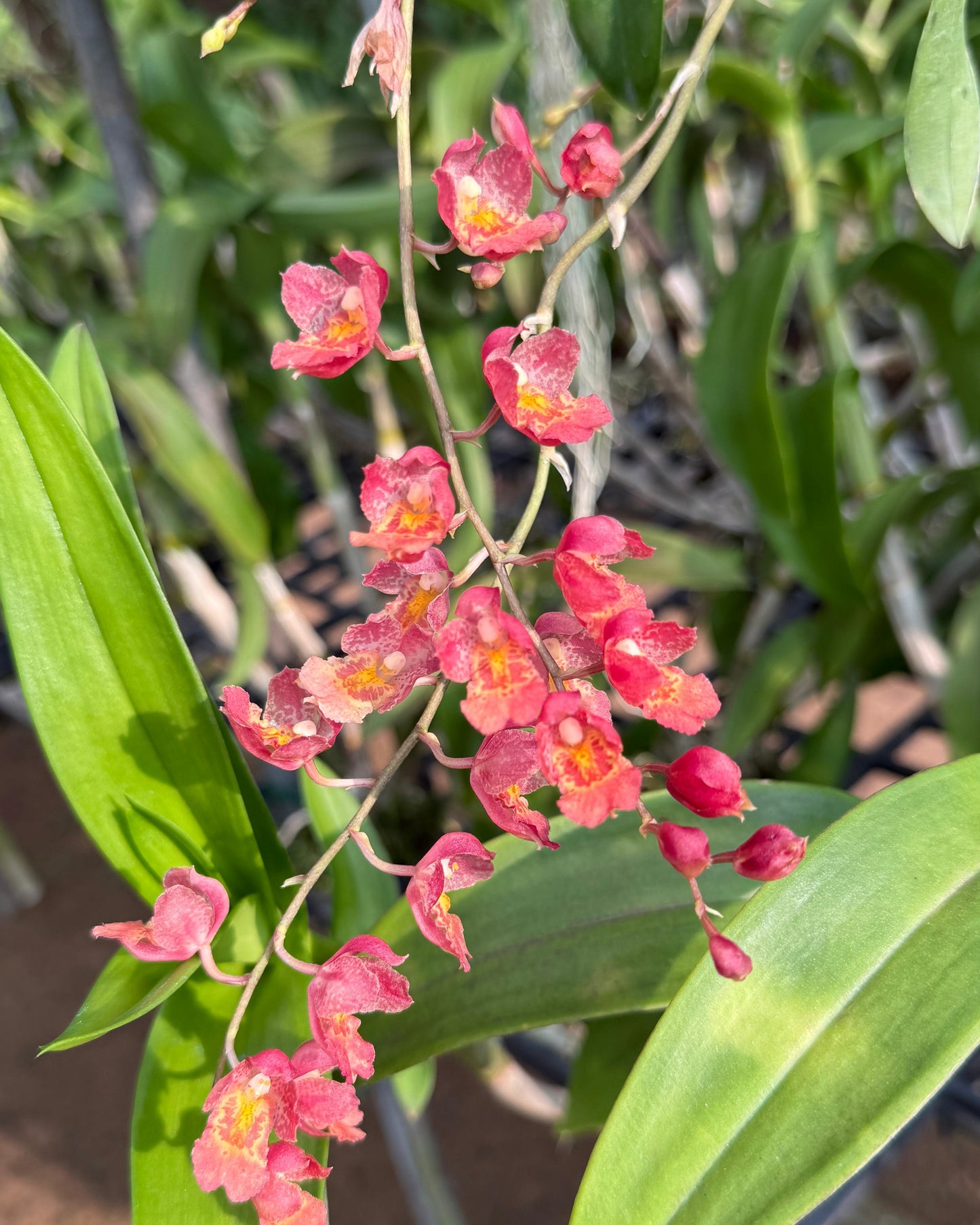 Oncidium Howeara Lava Burst