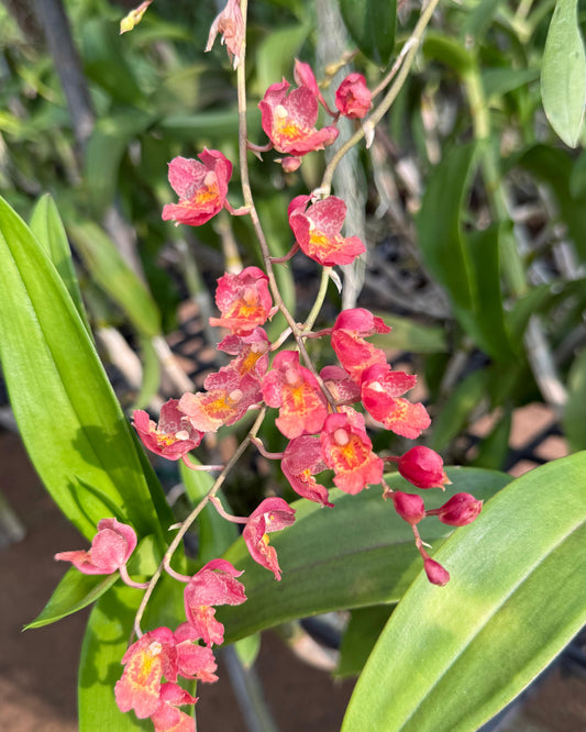 Oncidium Howeara Lava Burst