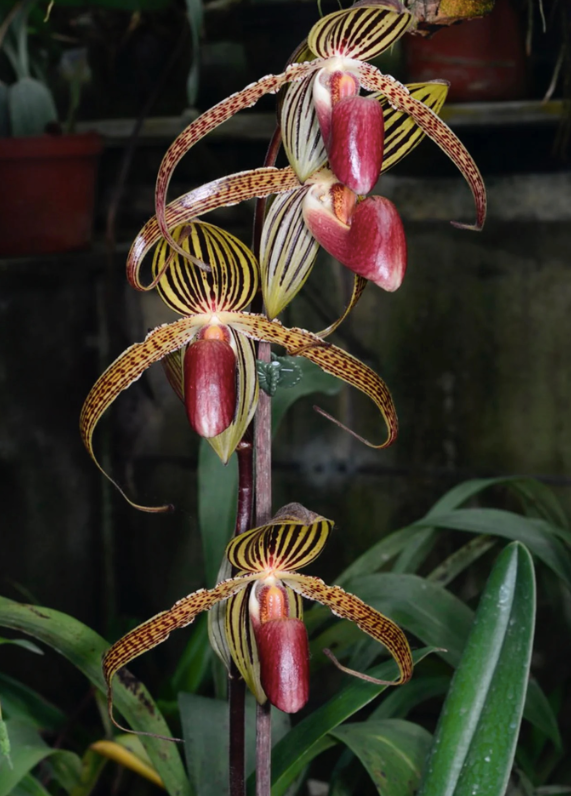Paphiopedilum Hung Sheng Eagle