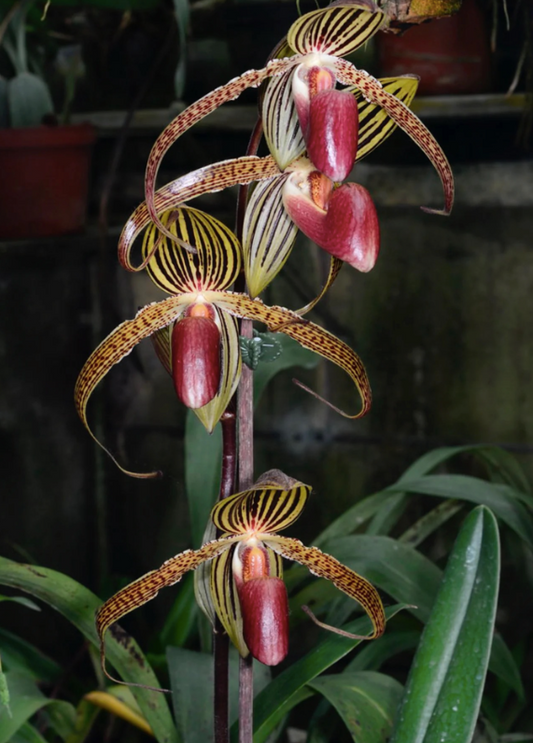 Paphiopedilum Hung Sheng Eagle