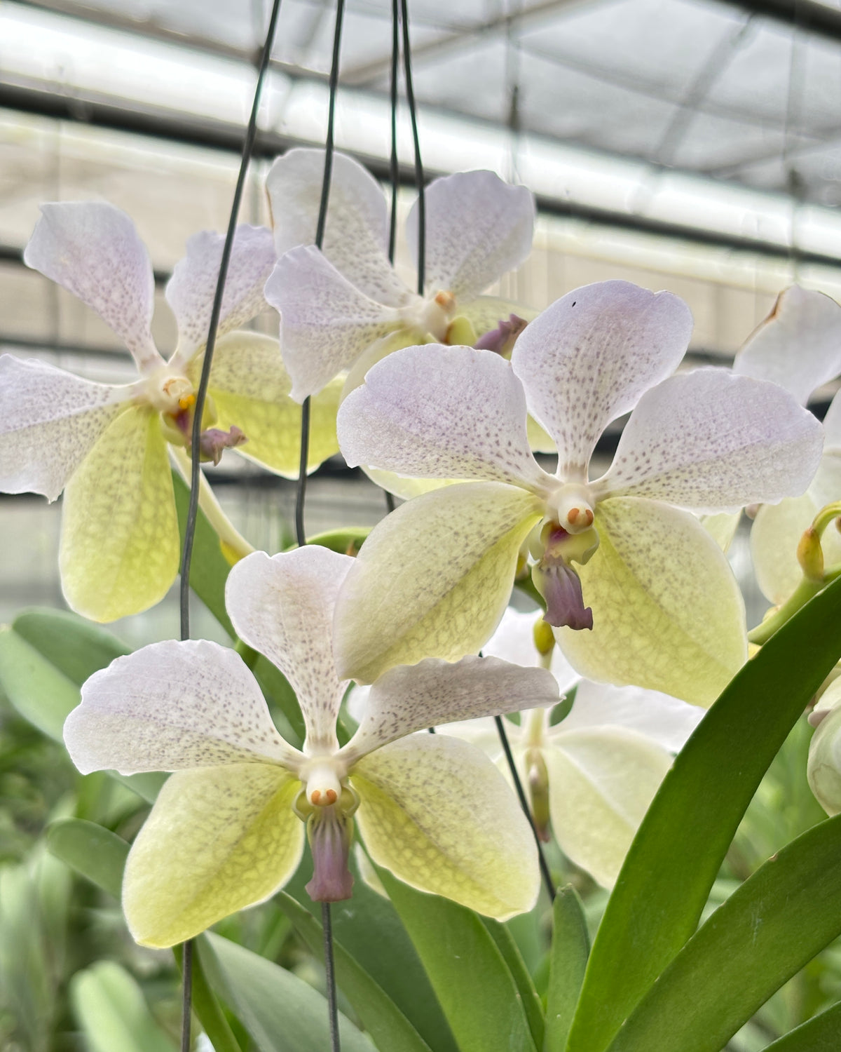 Vanda Rothschildiana